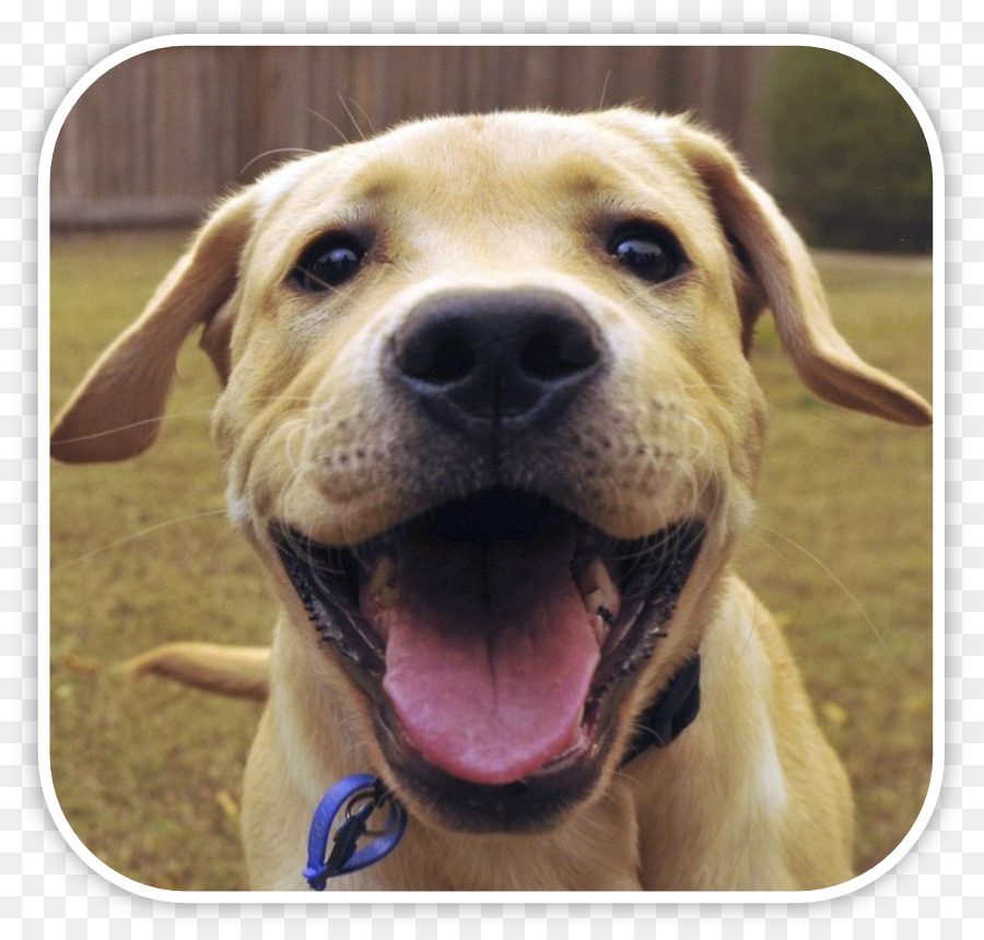 Le Labrador Retriever，Pit Bull PNG