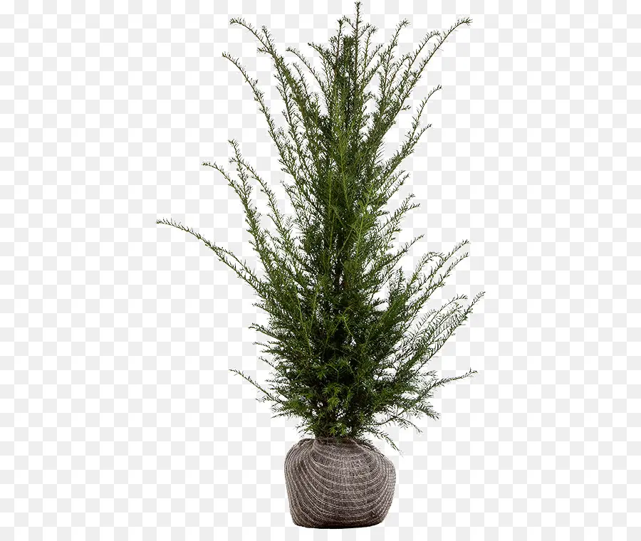 Plante En Pot，Vert PNG