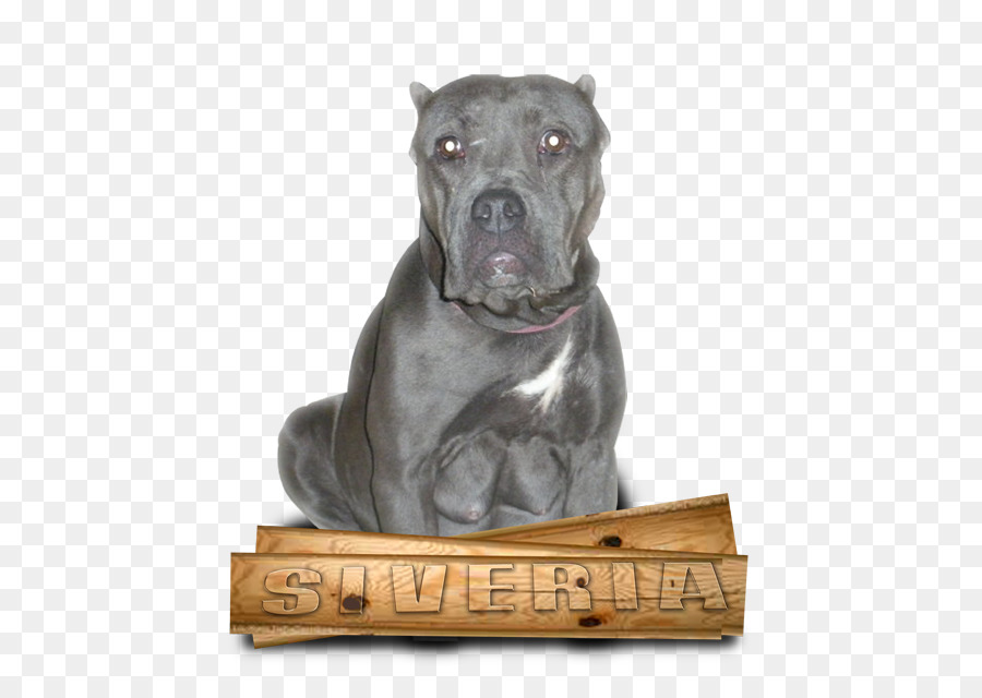 Cane Corso，American Pit Bull Terrier PNG