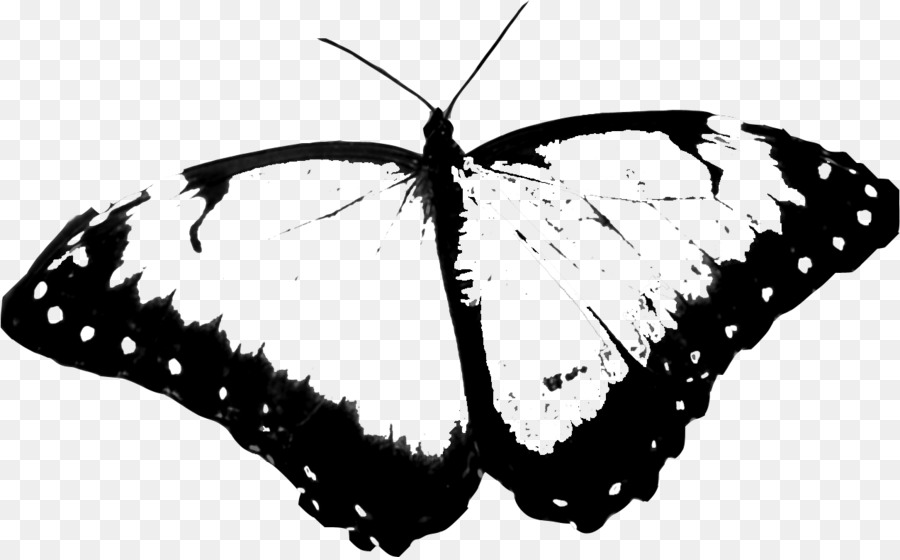 Papillon Noir Et Blanc，Ailes PNG