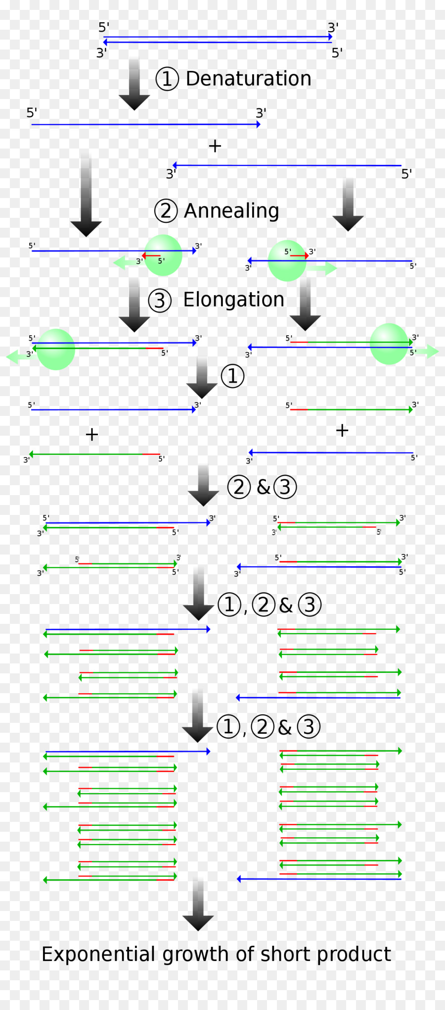Réaction En Chaîne Par Polymérase，Clonage Moléculaire PNG