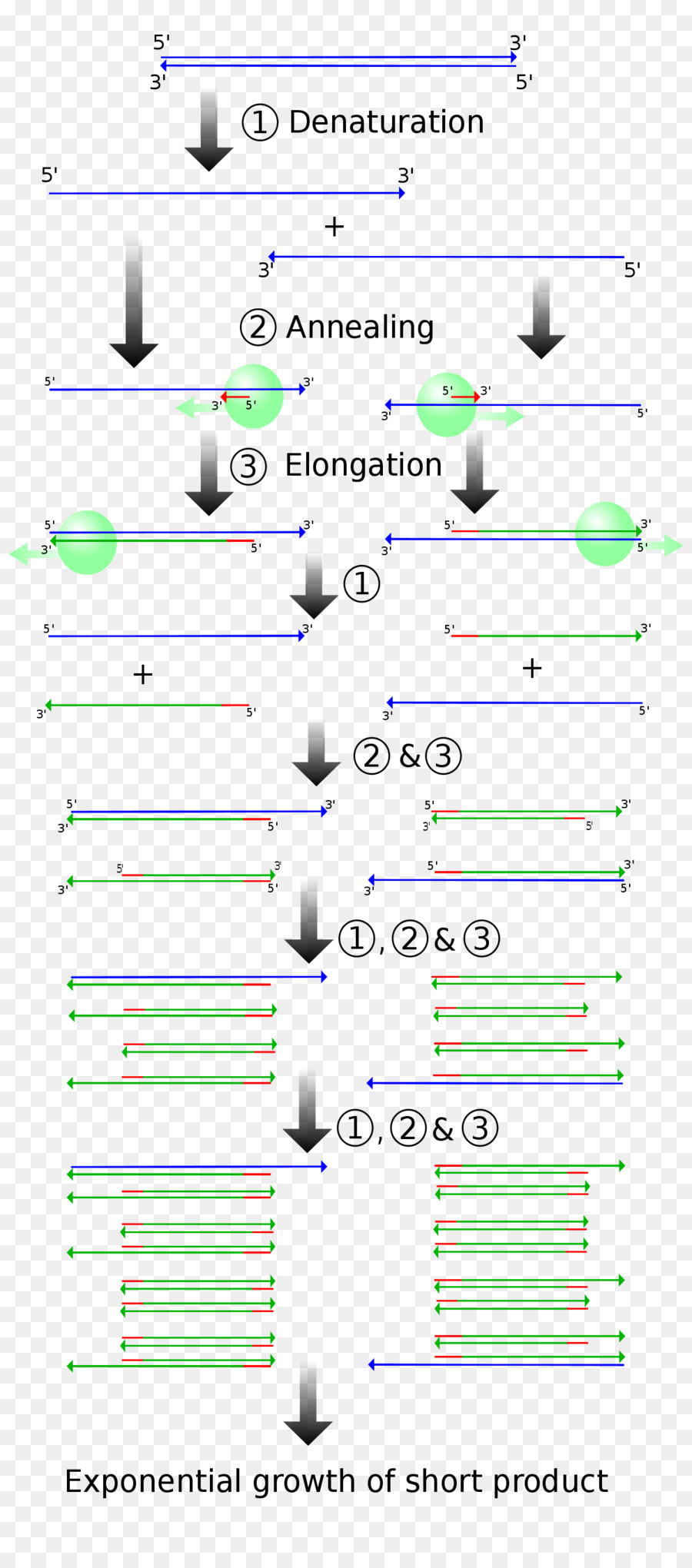 Processus Pcr，Adn PNG