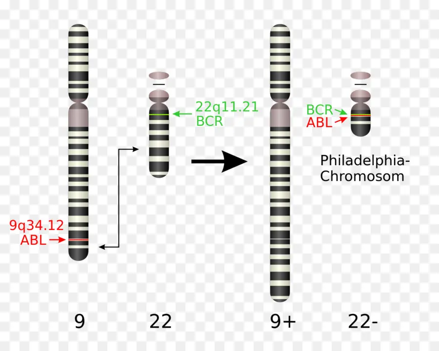 Chromosome De Philadelphie，Chromosome PNG