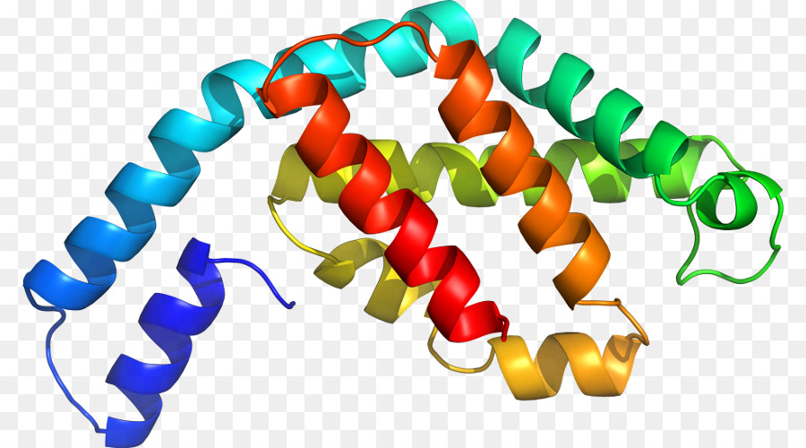 Hélice Protéique，Molécule PNG