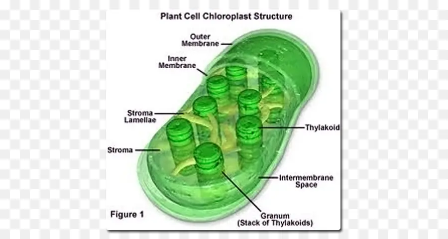 Structure Des Chloroplastes，Cellule Végétale PNG