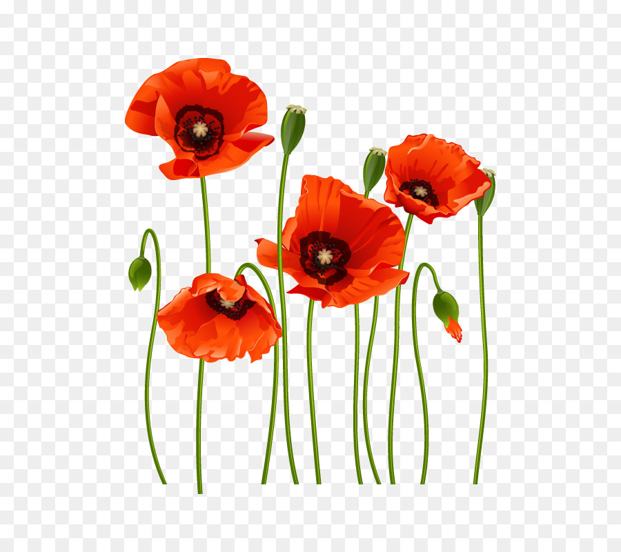 Coquelicot Rouge，Fleurir PNG