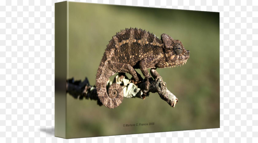 Les Caméléons，Gecko PNG