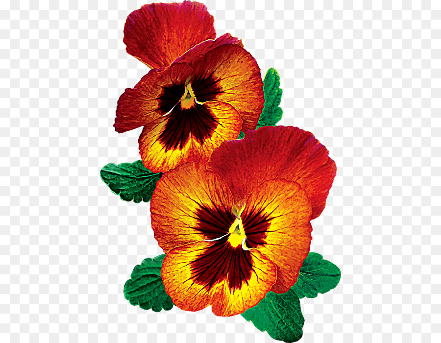 Pensée，Primrose PNG