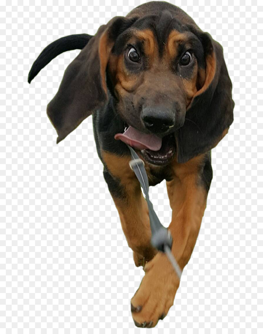 Arbre Walker Coonhound，Redbone Coonhound PNG