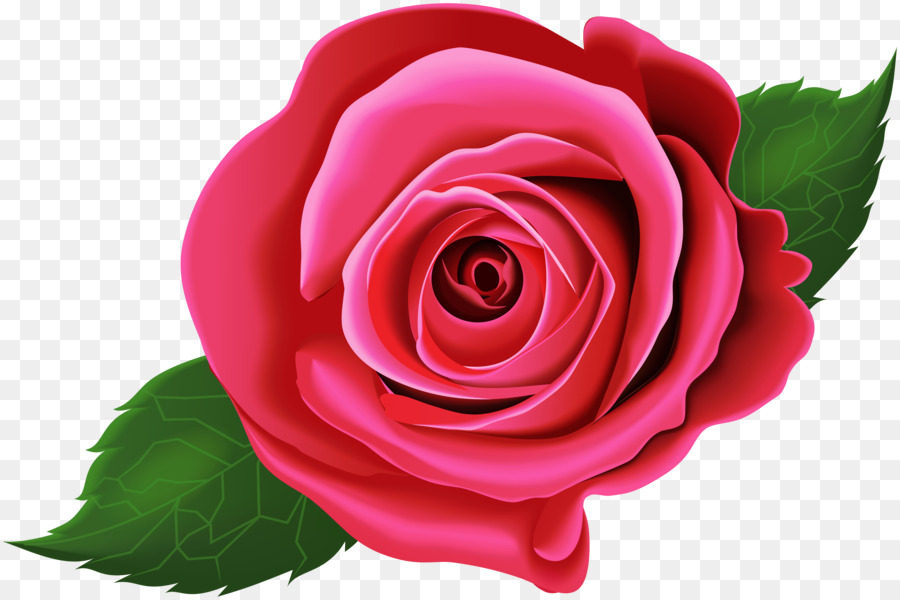 Roses，Floraison PNG