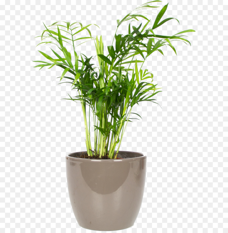 Plante En Pot，Verdure PNG