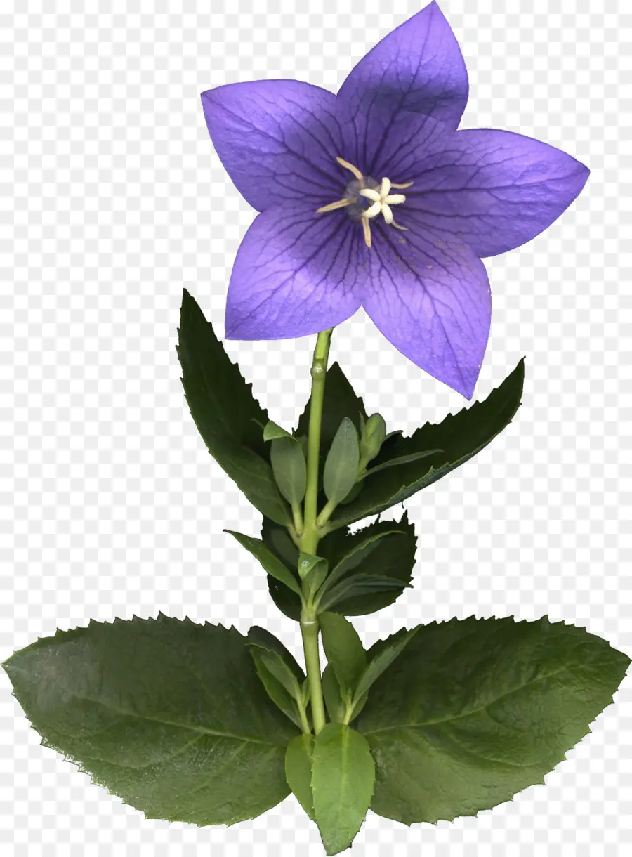 Fleur Violette，Fleurir PNG