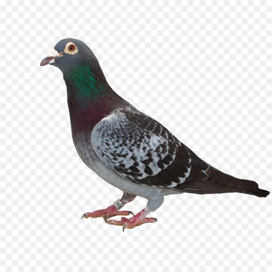 Pigeon Brun，Plumes PNG