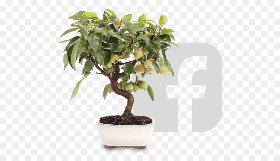 Chinois Douce Prune，Firethorns PNG