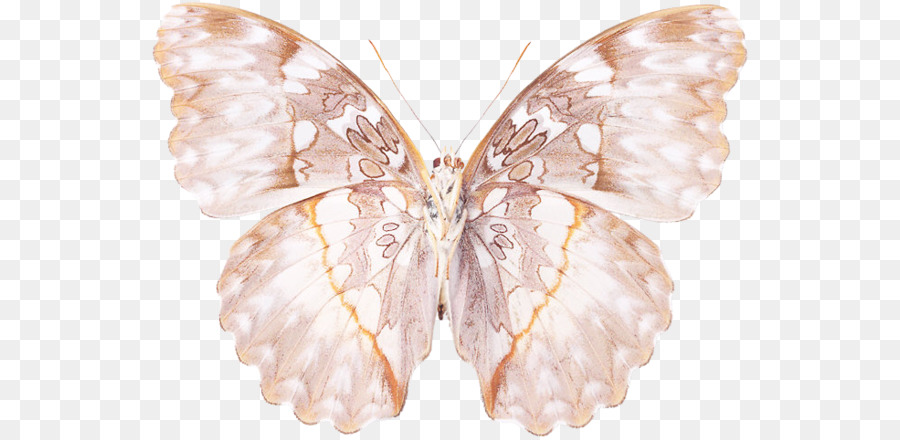 Ver à Soie，Brushfooted Papillons PNG