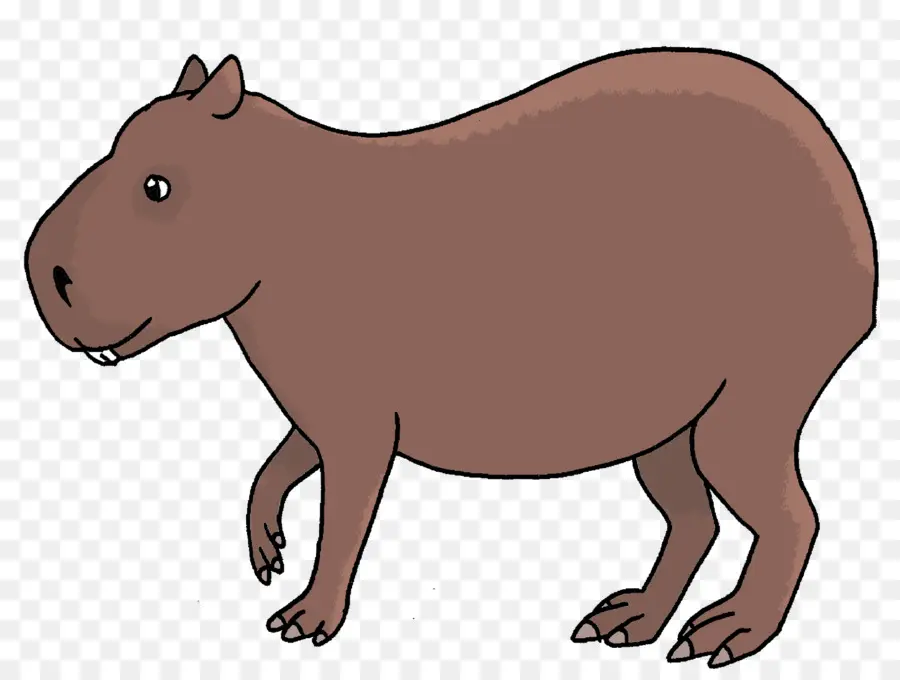 Capybara，Rongeur PNG