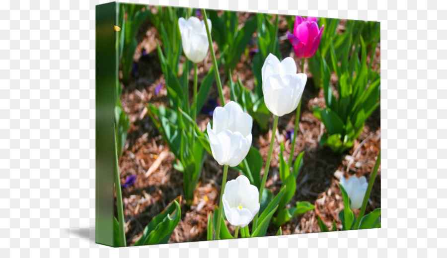 Crocus，Prairie PNG