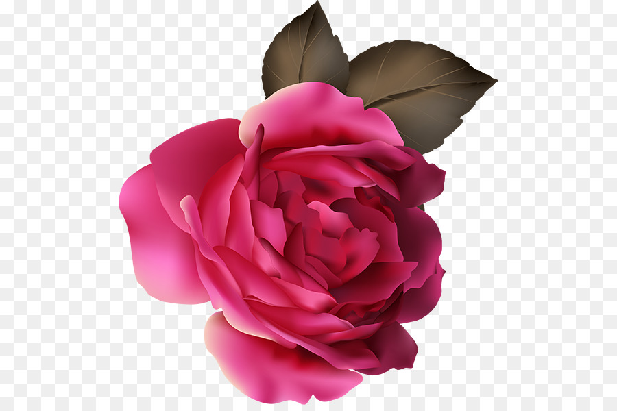 Les Roses De Jardin，Chou Rose PNG