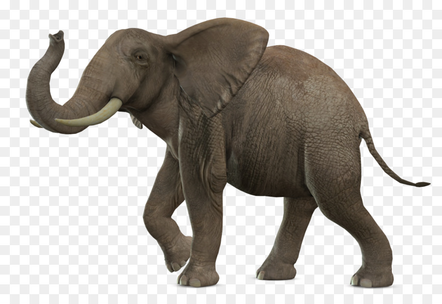 Éléphant De Savane D Afrique，Elephantidae PNG