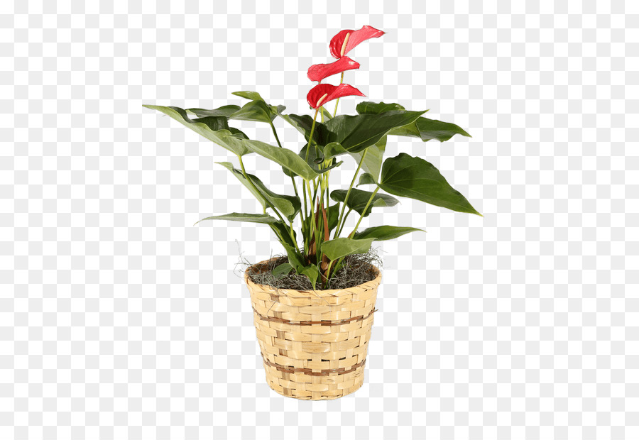 Plante En Pot，Fleur PNG