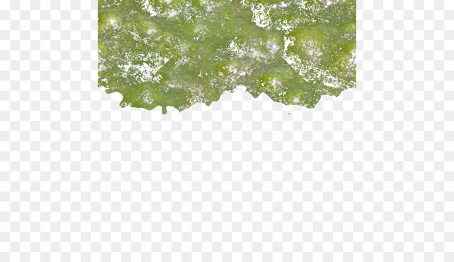 L Eau，Feuille PNG