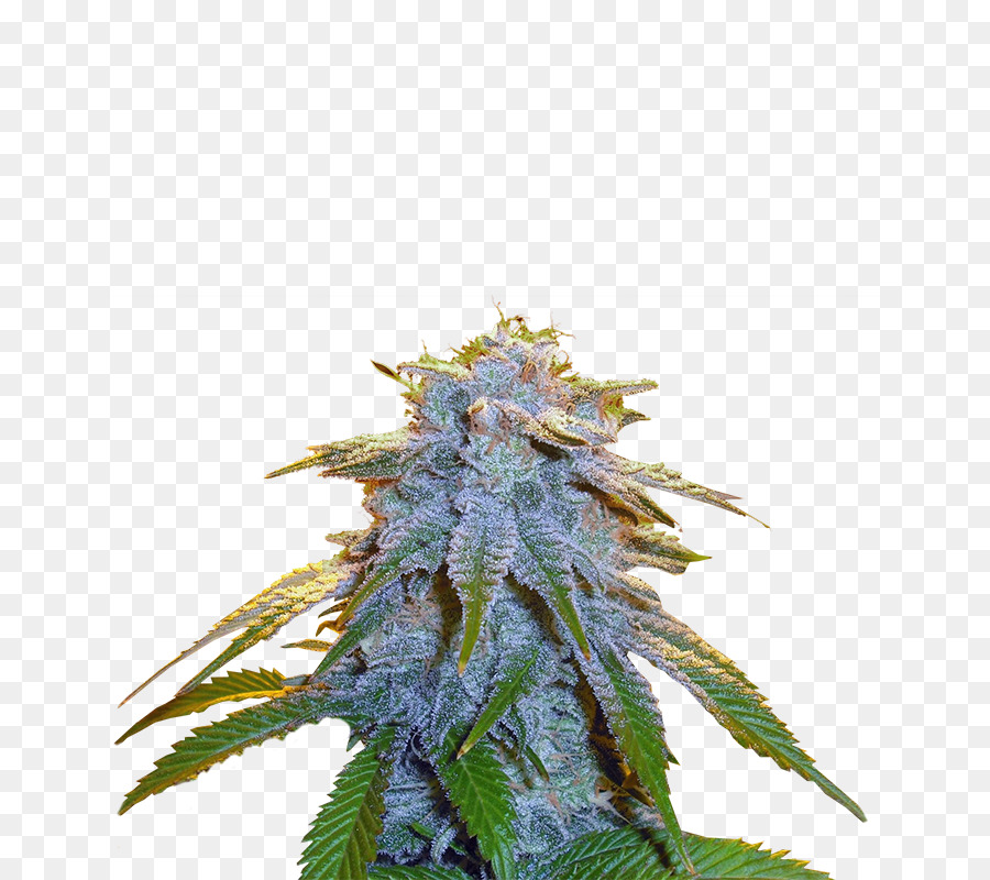 Le Cannabis，De La Graine PNG