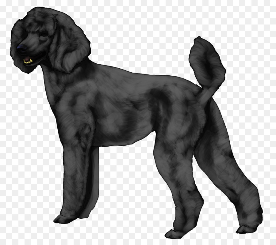 Épagneul De Champ，Boykin Spaniel PNG