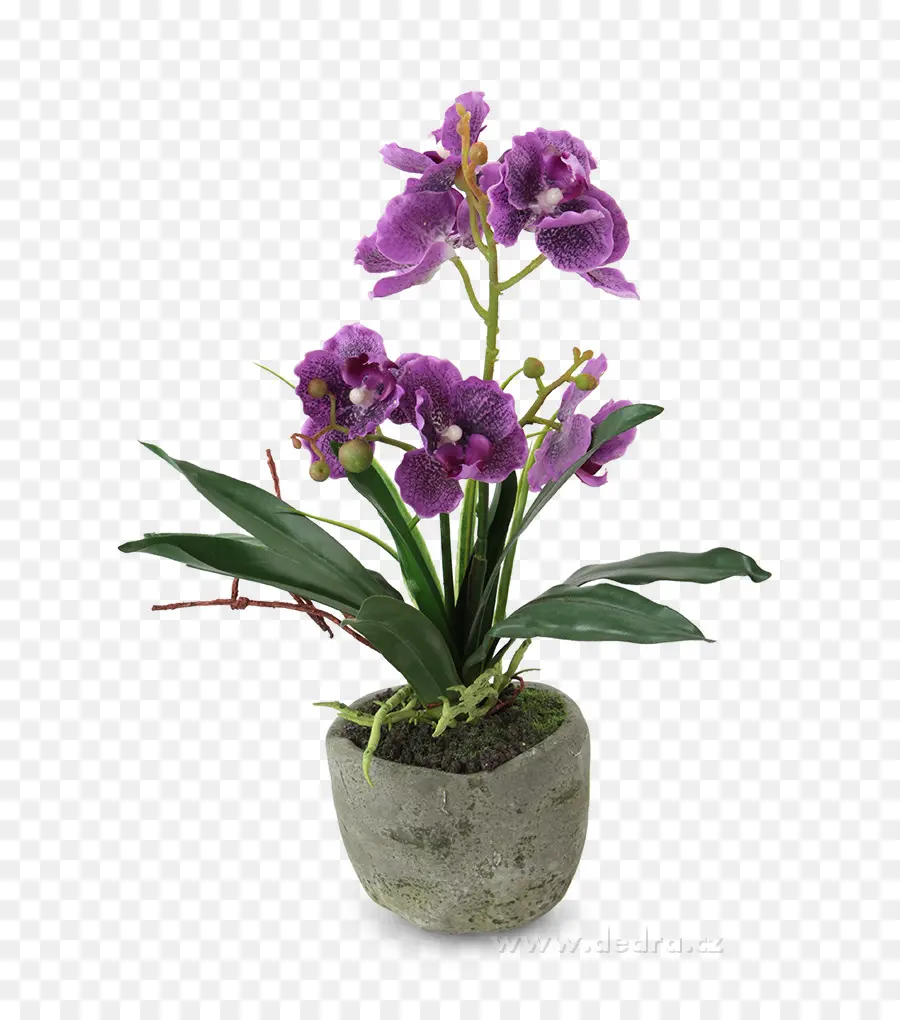 Orchidée Violette，Fleur PNG