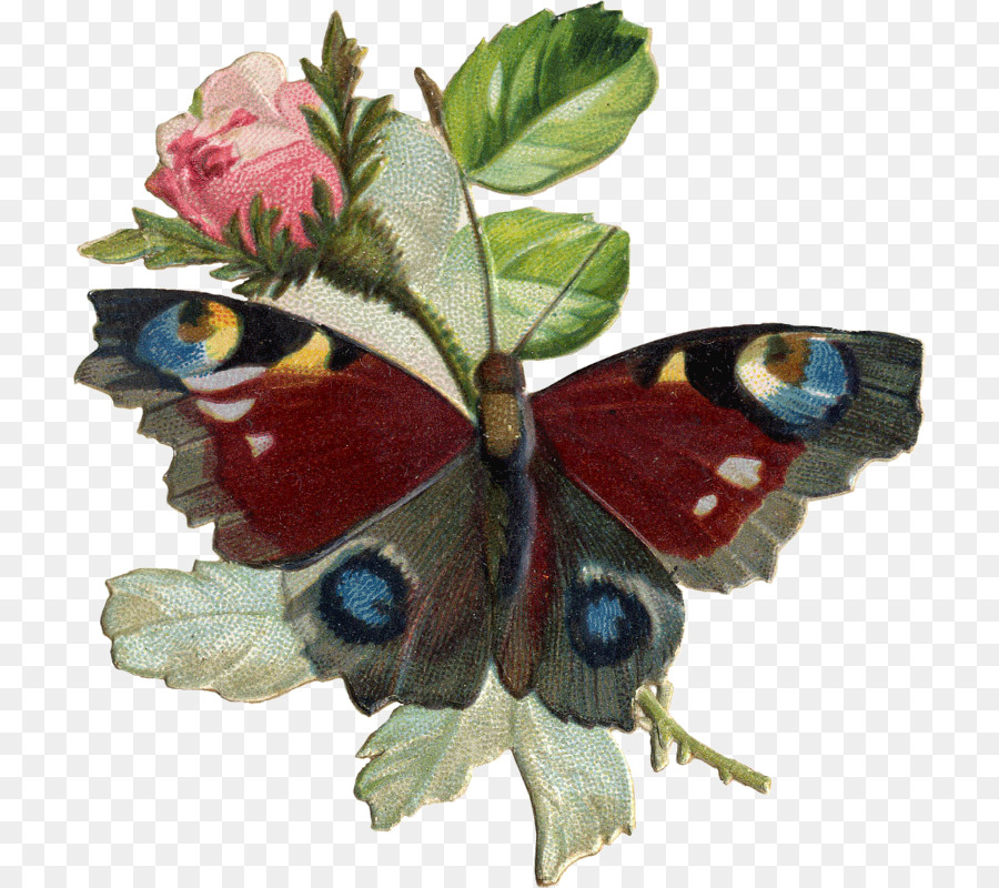 Papillon，Insecte PNG