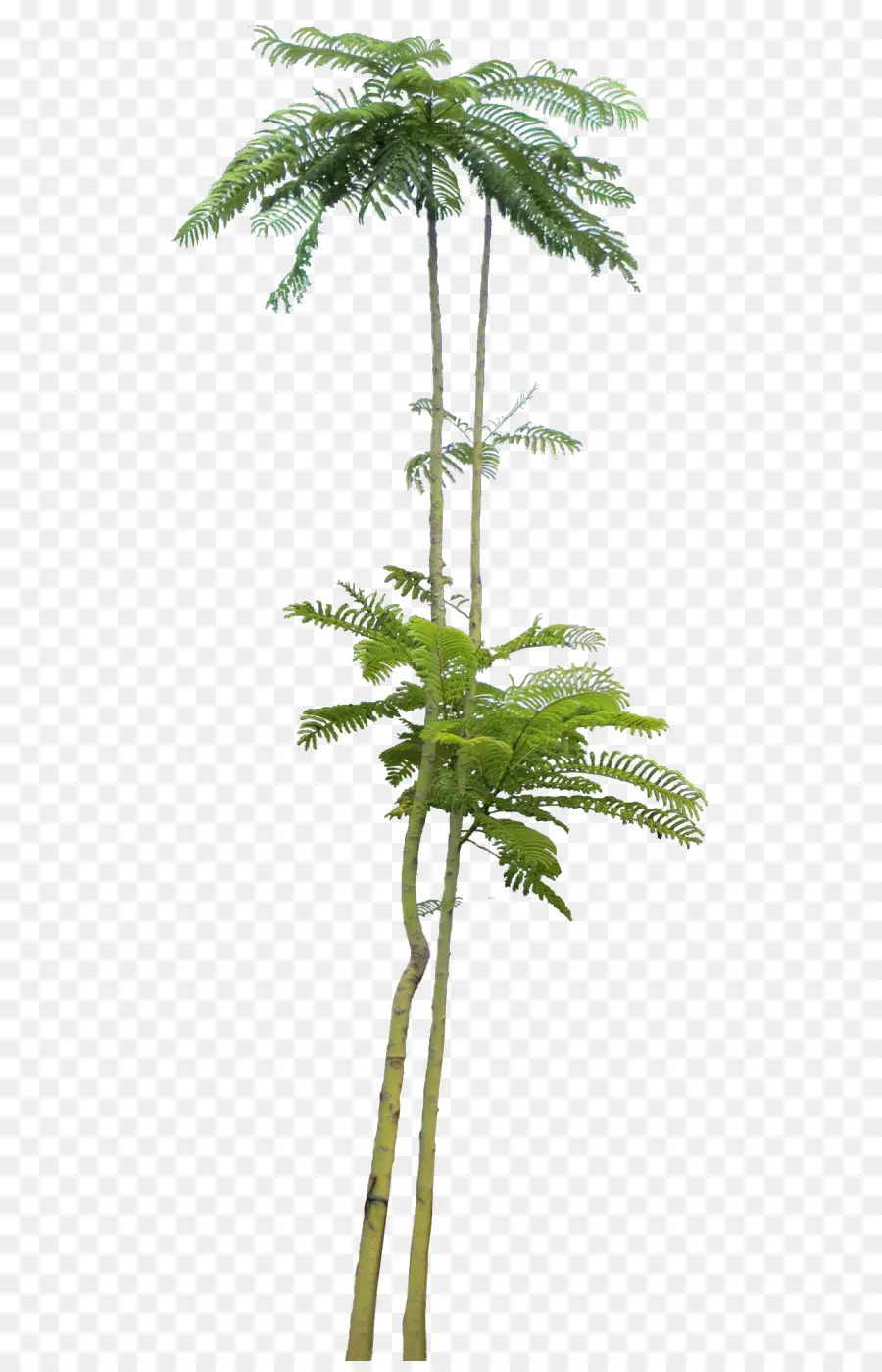 Grand Arbre，Feuilles PNG