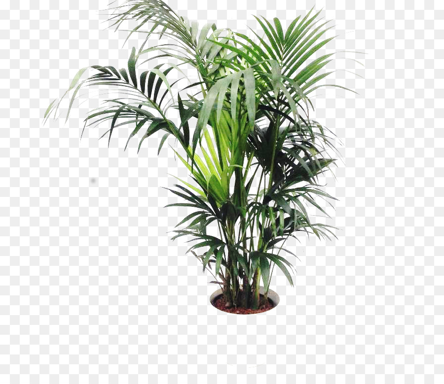 Les Palmiers à Huile，Flowerpot PNG