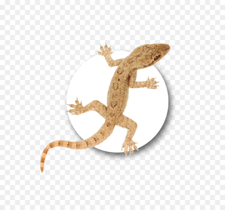 Gecko，La Faune PNG