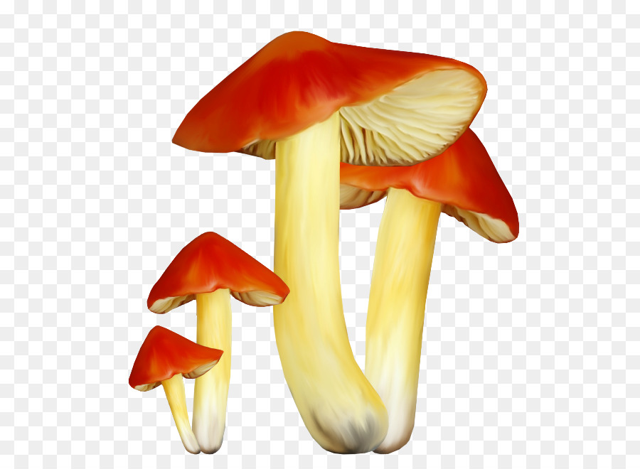 Champignons，Grappe PNG