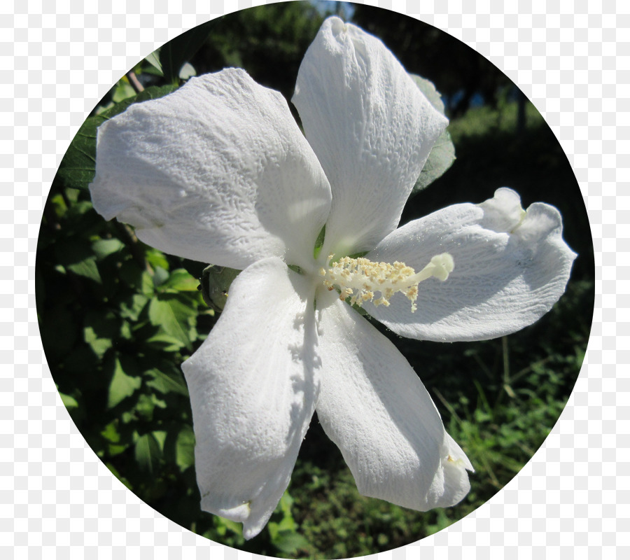 La Floraison De La Plante，Fleurs Sauvages PNG