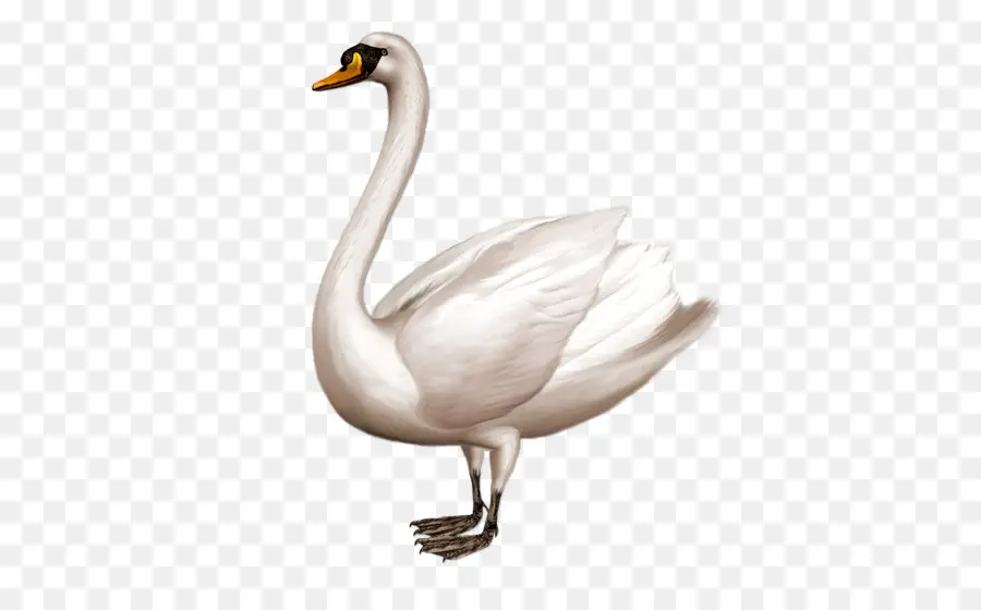 Cygne，Blanc PNG