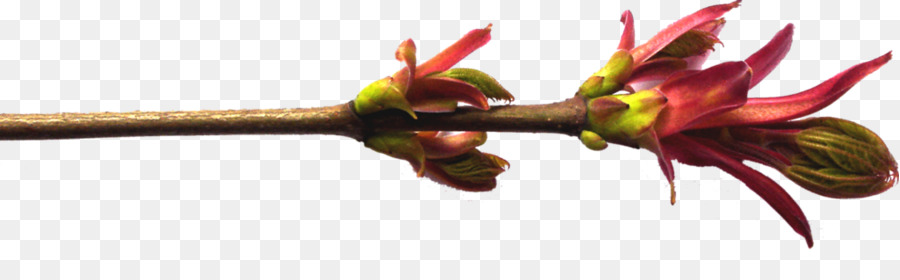 Arbre，Willow PNG