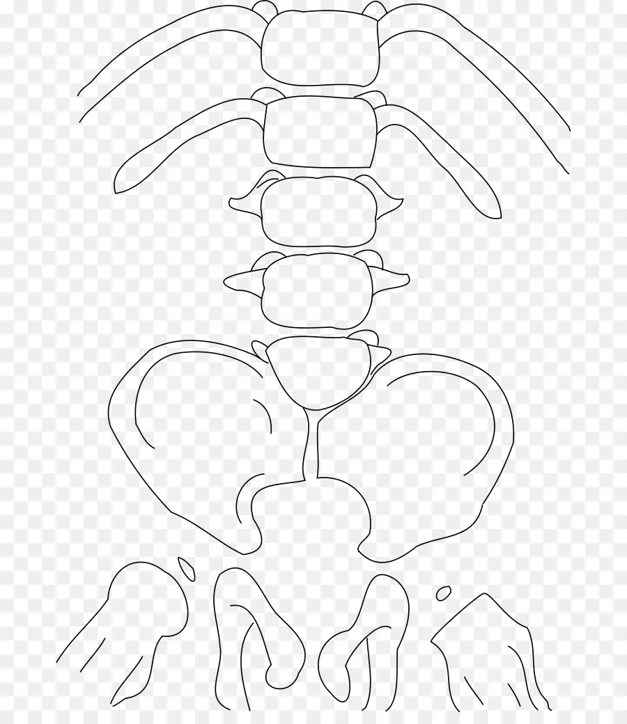 Diagramme De La Colonne Vertébrale，Squelette PNG