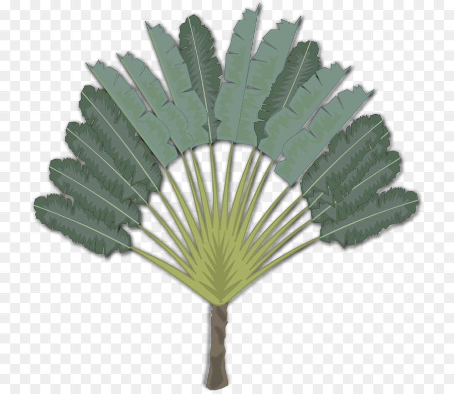 Palme，Tropical PNG