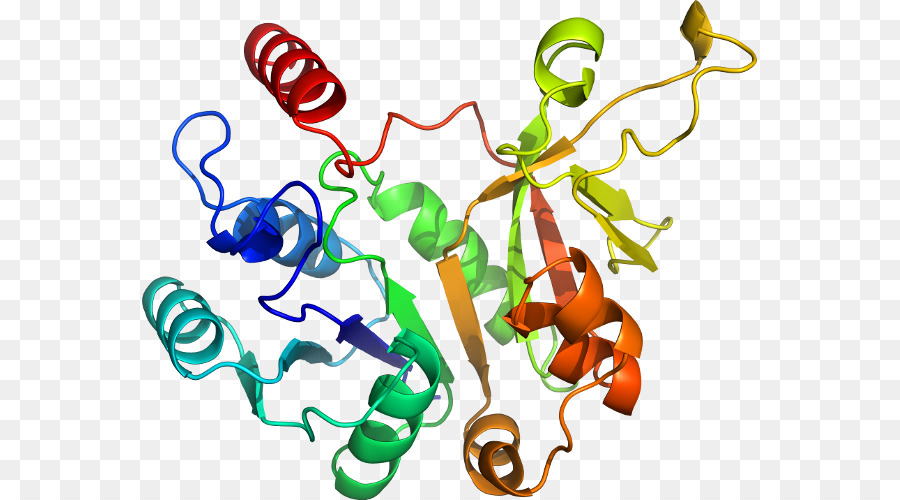 Structure Des Protéines，Molécule PNG