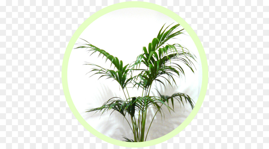 Arecaceae，Plante D Intérieur PNG