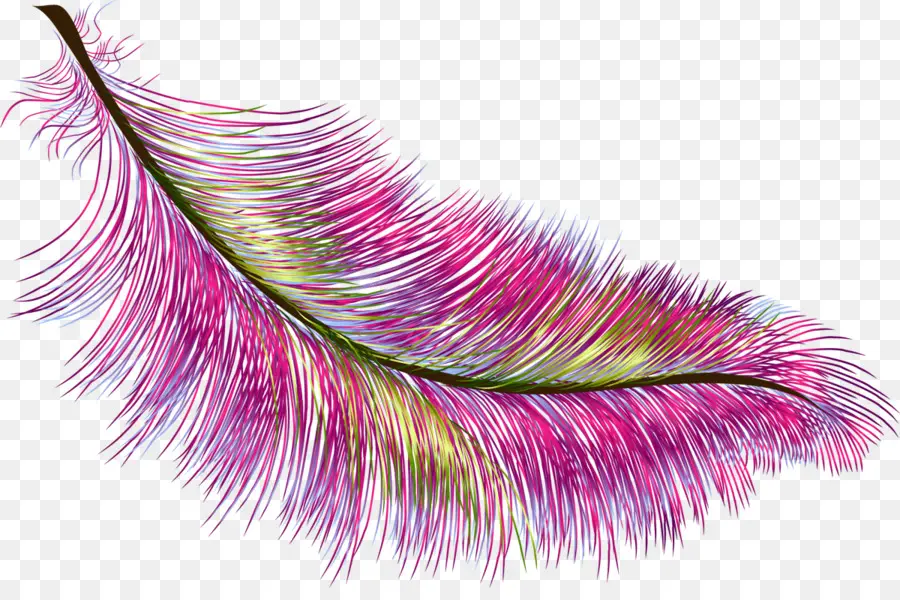 Plume Colorée，Rose PNG