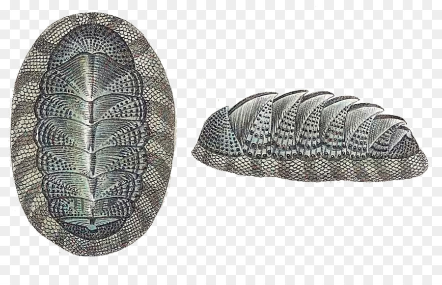 Le Chiton，Peau De Serpent Chiton PNG