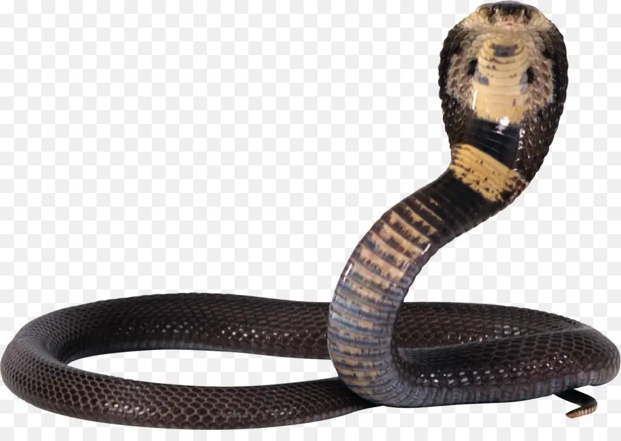 Cobra，Reptile PNG