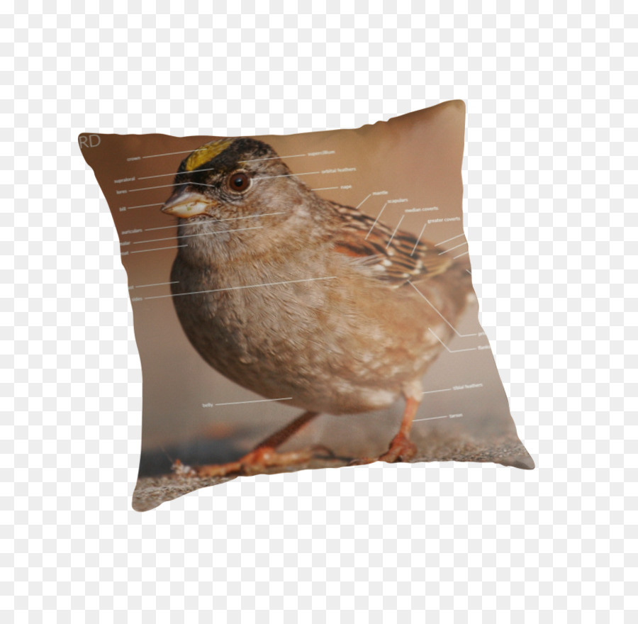 Les Coussins，Coussin PNG