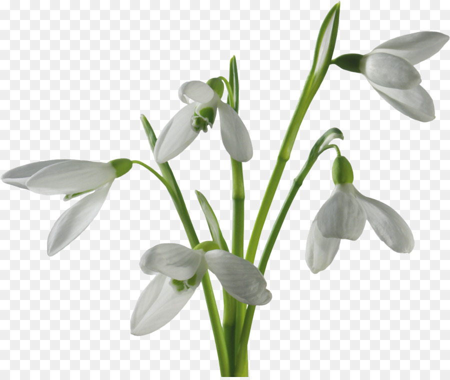 Fleurs Blanches，Tige Verte PNG