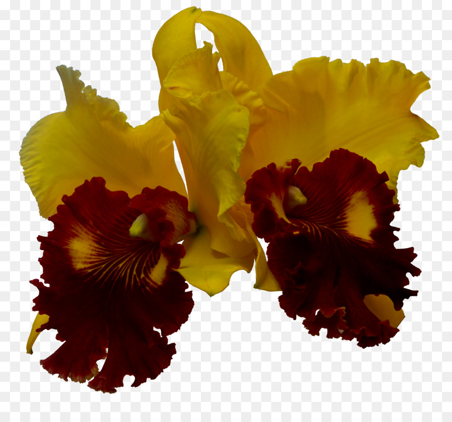 Des Orchidées Cattleya，Les Orchidées PNG