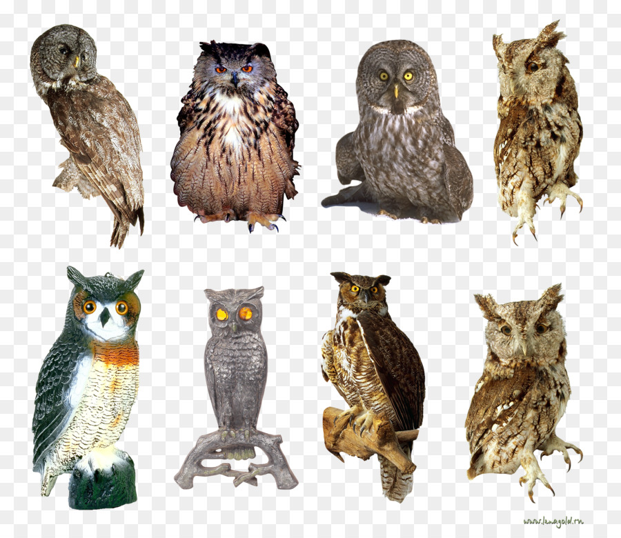 Hibou，Livre PNG