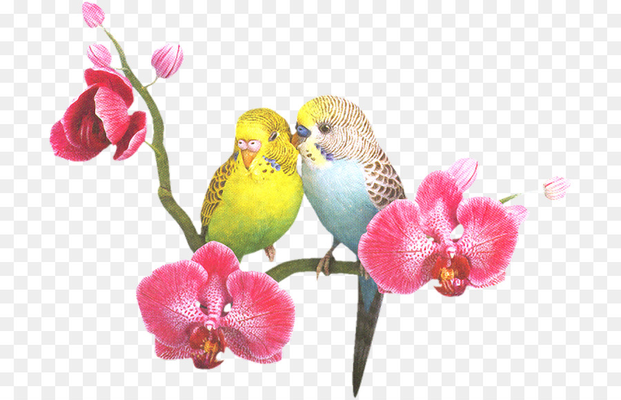 Les Perroquets De La Nouvelle Guinée，Perroquet PNG