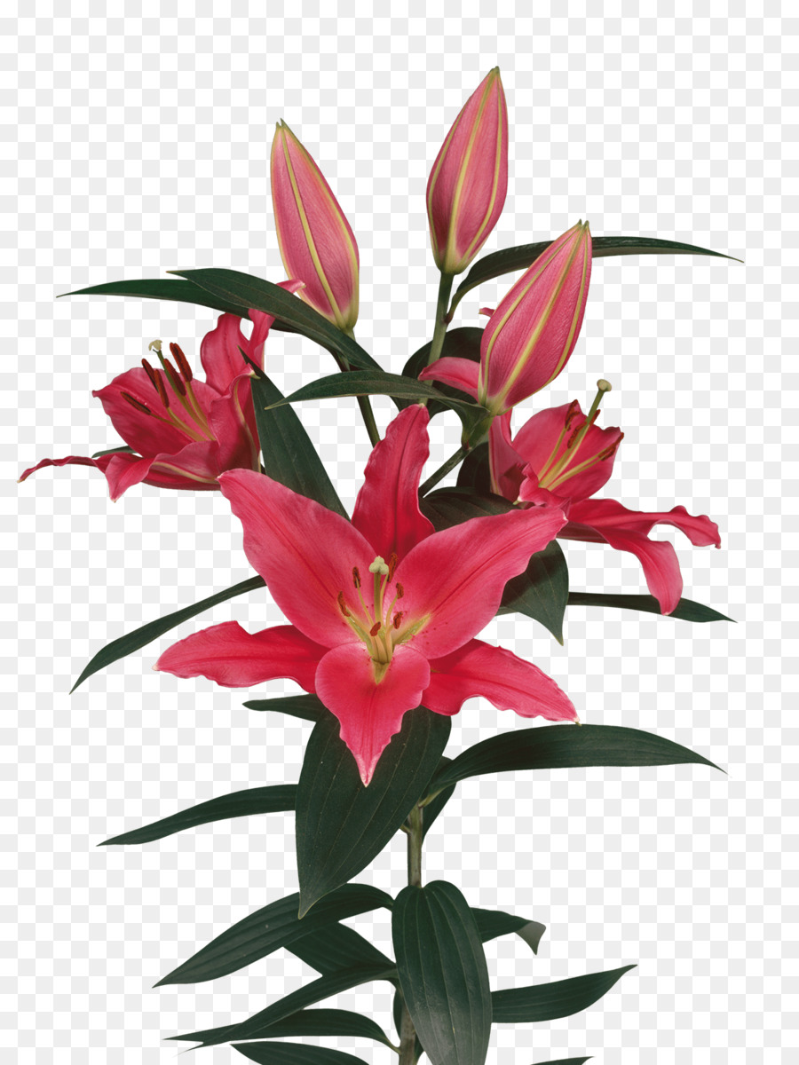 Lys Roses，Floraison PNG