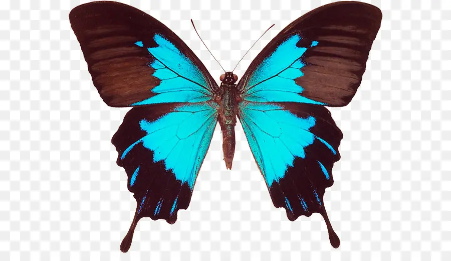 Papillon Coloré，Coloré PNG